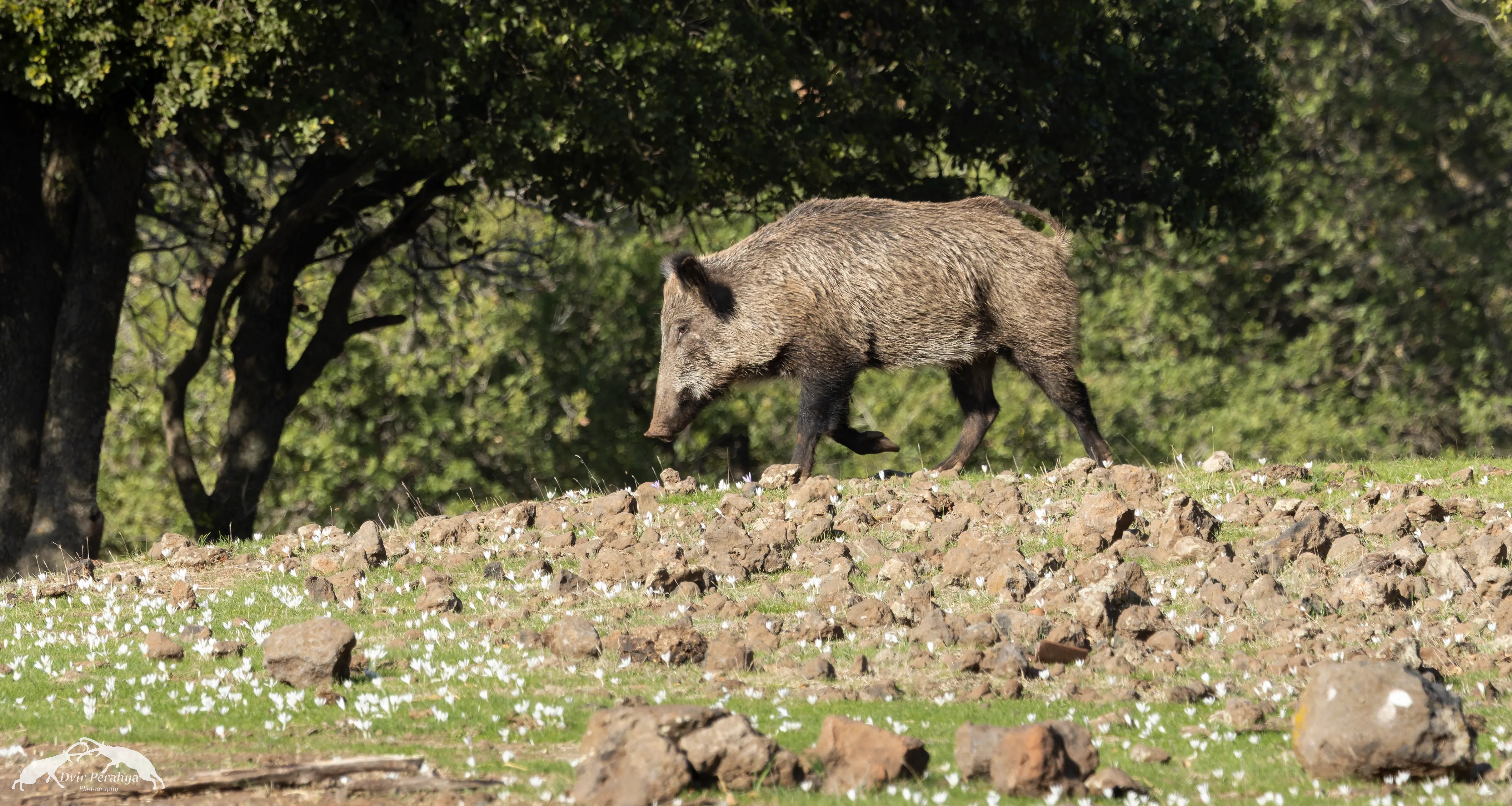 Wildlife image